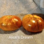 Alices Dream