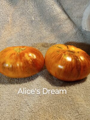 Alices Dream