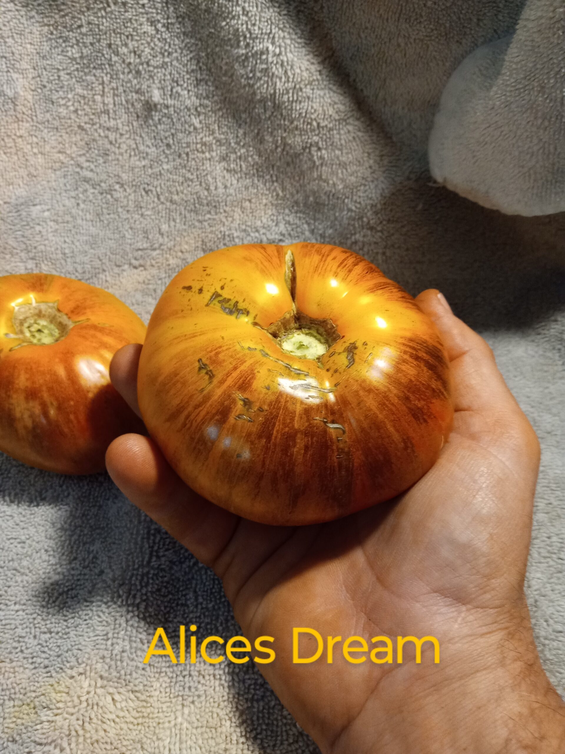 Alices Dream