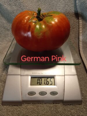 German Pink - Image 3