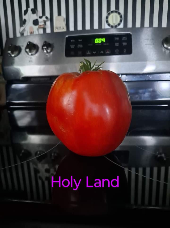 Holyland (Red) - Image 4