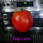 Holyland (Red)