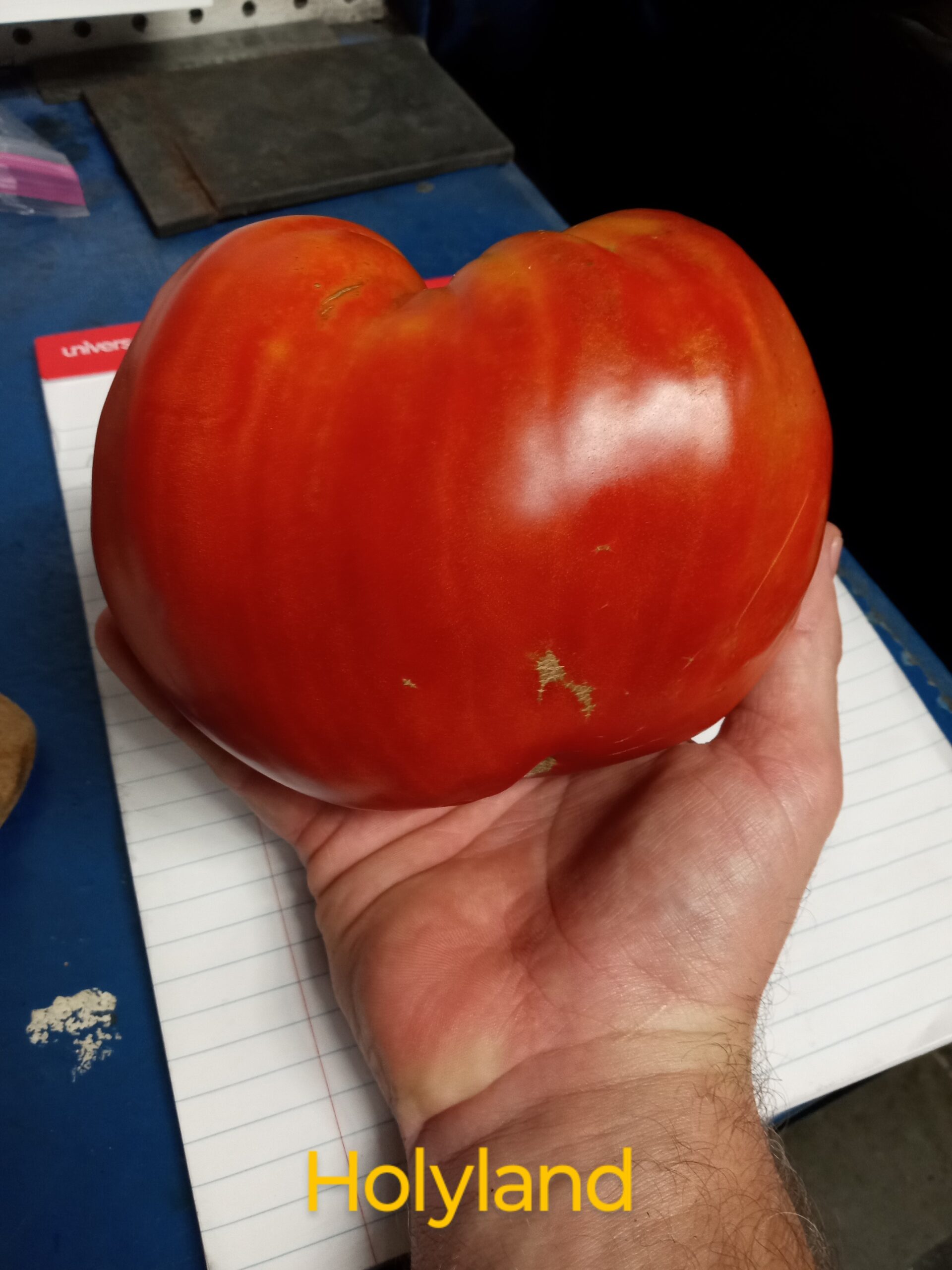 Holyland (Red) - Image 3