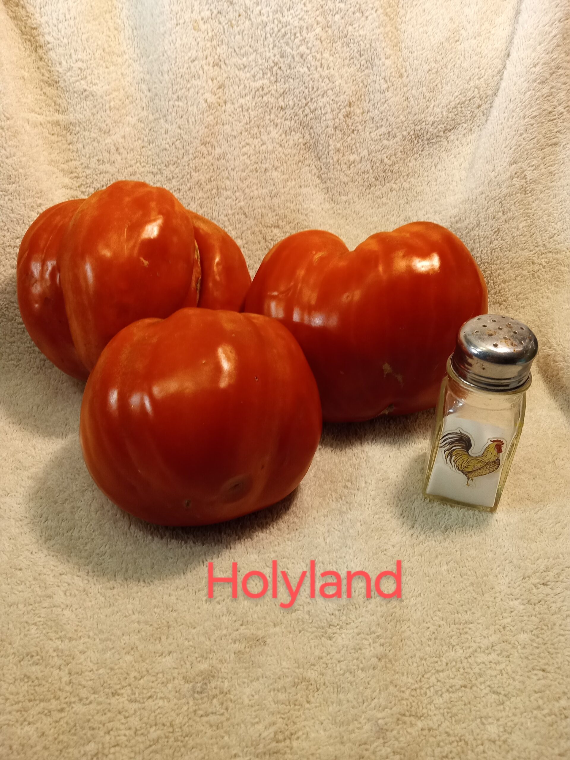 Holyland (Red) - Image 6