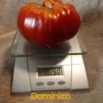 Dominico