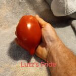 Lutz's Pride